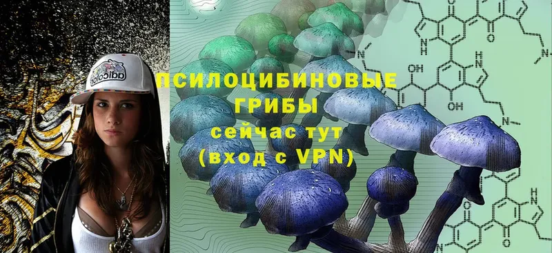 цены   Белоусово  shop как зайти  Галлюциногенные грибы Cubensis 